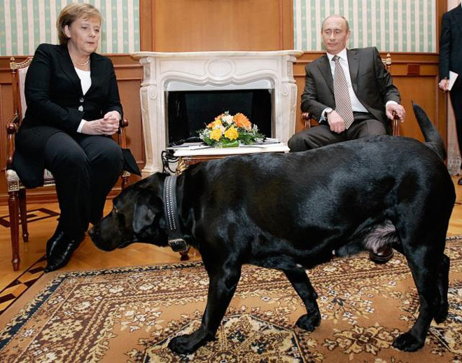 Merkel sợ chó kể từ sau lần bị chó cắn vào năm 1995. Theo một số nguồn tin, Tổng thống Nga Vladimir Putin biết điều này và đã dùng những con chó mà ông nuôi làm thú cưng để “dọa” Merkel. 