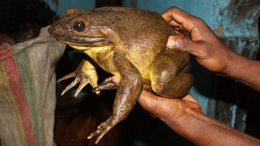 Loài ếch khổng lồ biết đẩy đá đào ao làm nhà trẻ nuôi con 