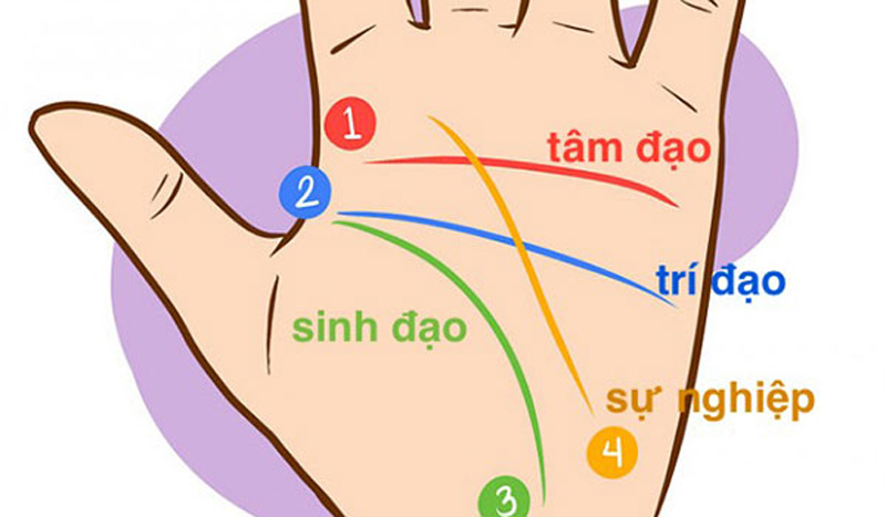 Trong lòng bàn tay có 4 đường chỉ tay chính, bao gồm: Đường Sinh đạo, Tâm đạo, Trí đạo và Định mệnh.