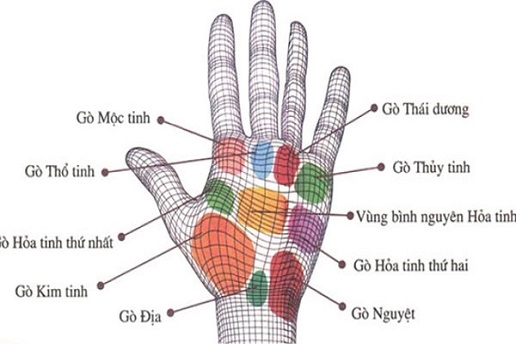 Các gò trên lòng bàn tay có ý nghĩa gì