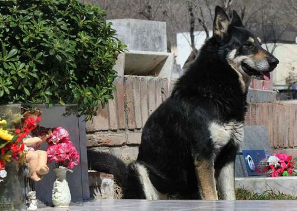 Chó 10 năm đứng canh bên mộ chủ
