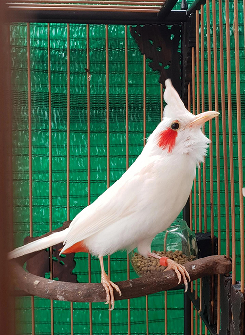 Chú chim chào mào đột biến với bộ lông trắng muốt của Bs Nhân