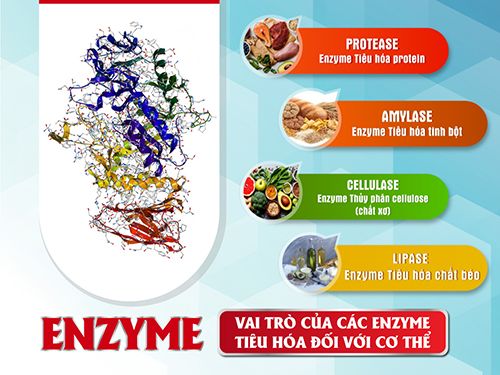 Enzyme đóng vai trò rất quan trọng đối với cơ thể con người